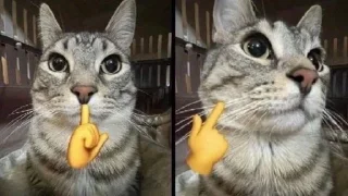 🤫 emoji заебали я свой пак создам Telegram sticker 20 of 120
