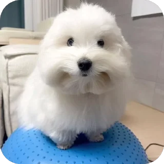 🫥 emoji Пак аутиста(@vfmlex) Telegram sticker 15 of 120