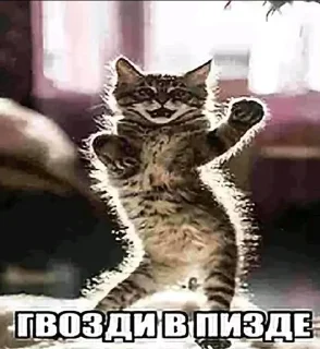 Sticker from Пак рандом фото от @orisomi