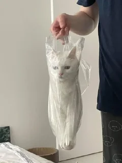 Sticker from Коты
