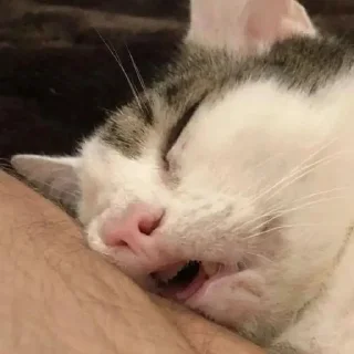 Sticker from Коты