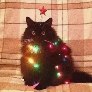Sticker from Коты