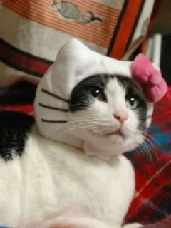 Sticker from kittyhello