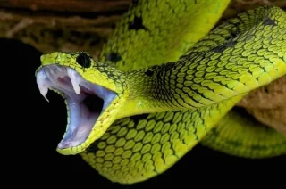 😃 emoji Snake 🐍 Telegram sticker 6 of 9