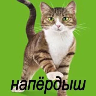 Sticker from BH