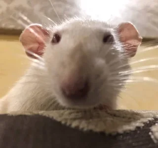 😥 emoji Epic rat Telegram sticker 15 of 16
