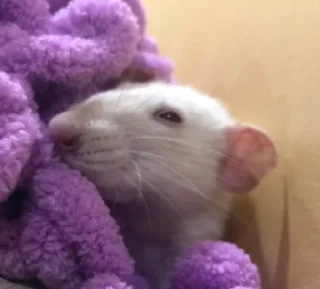 🧐 emoji Epic rat Telegram sticker 10 of 16