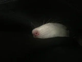 Sticker from Epic rat