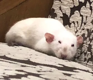 😌 emoji Epic rat Telegram sticker 14 of 16