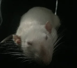 🥱 emoji Epic rat Telegram sticker 12 of 16