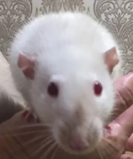 😀 emoji Epic rat Telegram sticker 11 of 16