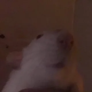 Sticker from Epic rat