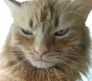 😡 emoji Сёма Telegram sticker 17 of 27