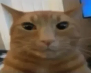 Sticker from cool cat