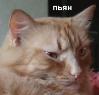 Sticker from Сёма