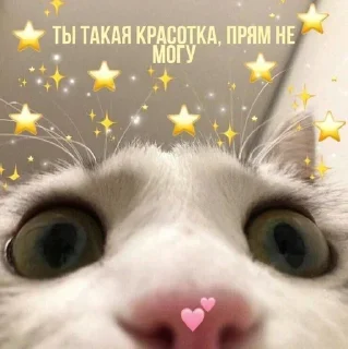 Sticker from Love Cats