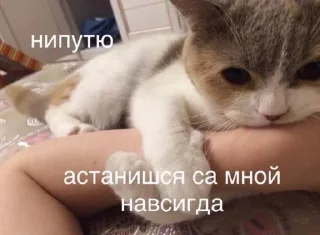 Sticker from Love Cats