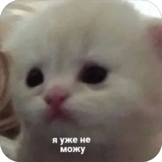 😢 emoji 🐱 Telegram sticker 17 of 71