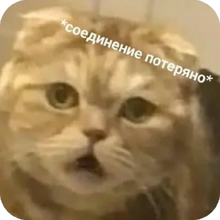 😨 emoji 🐱 Telegram sticker 19 of 71