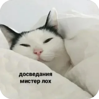 👋 emoji 🐱 Telegram sticker 3 of 71
