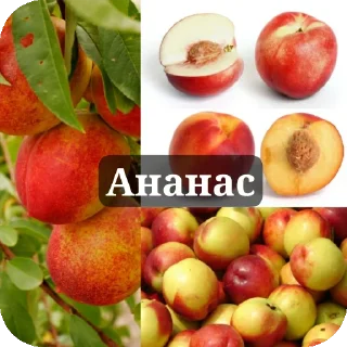 🍲 emoji Даже бабушке не смешно Telegram sticker 11 of 80