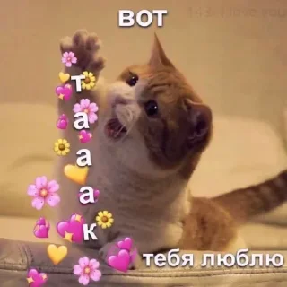 Sticker from @sempai21 Милые котики