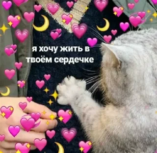 Sticker from @sempai21 Милые котики