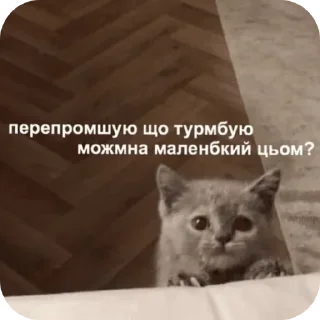Sticker from цьом