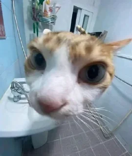 Sticker from Котики под героином