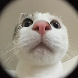 Sticker from Котики под героином