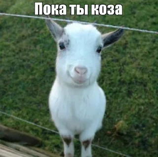 😈 emoji ауф, галЯЯЯнка! кликфэм: полянка Telegram sticker 5 of 87