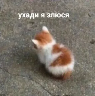 😒 emoji Котята @repleekbot Telegram sticker 22 of 120