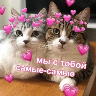 💞 emoji Котята @repleekbot Telegram sticker 15 of 120