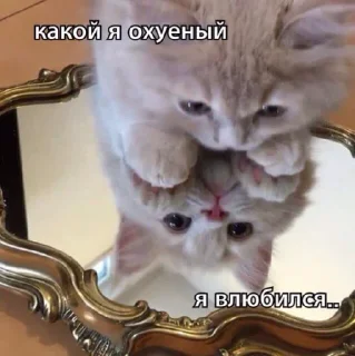 😻 emoji Котята @repleekbot Telegram sticker 9 of 120