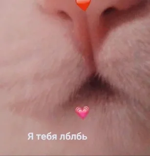 💋 emoji Котята @repleekbot Telegram sticker 13 of 120