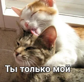 ❤️ emoji Котята @repleekbot Telegram sticker 20 of 120