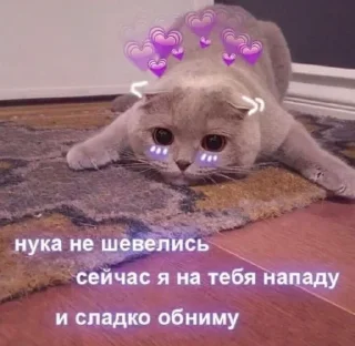 💜 emoji Котята @repleekbot Telegram sticker 19 of 120