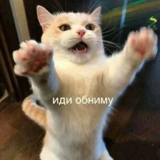 Sticker from Котята @repleekbot