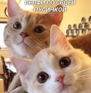 💕 emoji Котята @repleekbot Telegram sticker 10 of 120