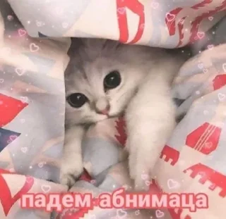🤗 emoji Котята @repleekbot Telegram sticker 11 of 120