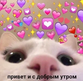 🌞 emoji Котята @repleekbot Telegram sticker 14 of 120