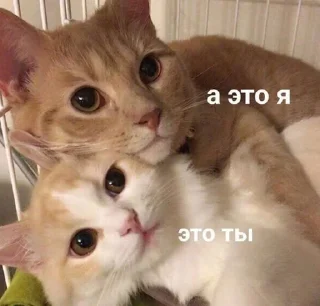 Sticker from Котята @repleekbot