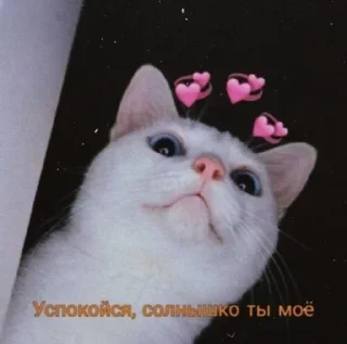 💞 emoji Котята @repleekbot Telegram sticker 5 of 120