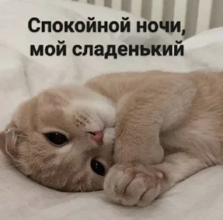 😴 emoji Котята @repleekbot Telegram sticker 17 of 120