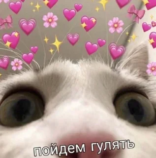 👀 emoji Котята @repleekbot Telegram sticker 18 of 120