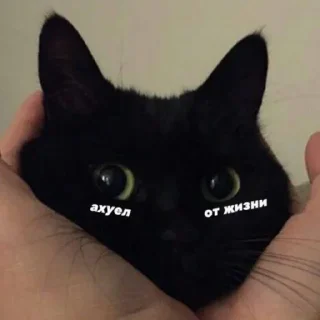 😶 emoji Котята @repleekbot Telegram sticker 24 of 120