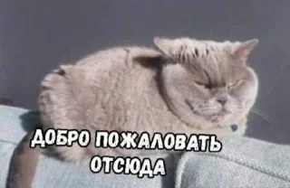 😒 emoji Ю Telegram sticker 22 of 89