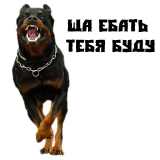 Sticker from (@StickersHyickers) Псина Сутулая