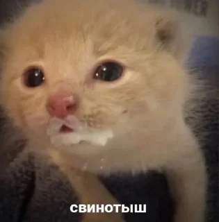 🌟 emoji Котики ; @StarRibbow Telegram sticker 19 of 51