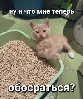 Sticker from котытытытыт
